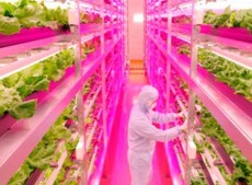 Would you eat lettuce grow in a factory?