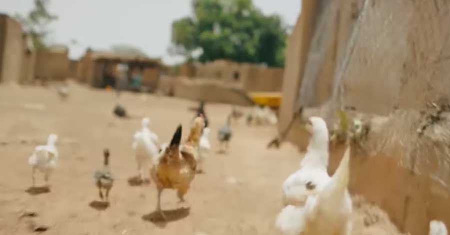 Bill Gates has revealed what he would do if he only had $2 (£1.38) a day to live on [spoiler it involves chickens]