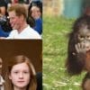 Zoo gives free access to gingers for World Orangutan Day