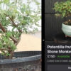 This guy took a £10 shrub and turned it into £150
