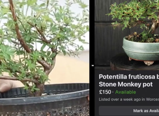 This guy took a £10 shrub and turned it into £150